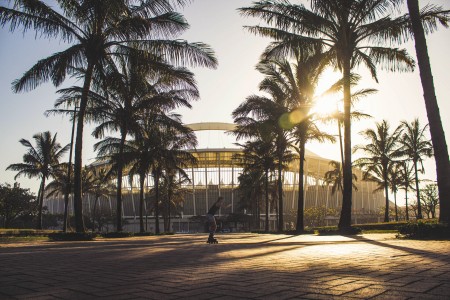 durban palm trees