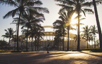 durban palm trees